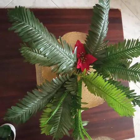 Cleopatra 住宿加早餐酒店 *