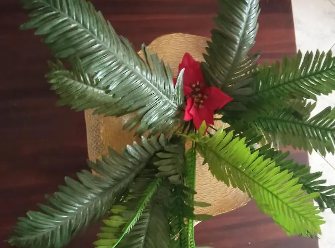 Cleopatra Bed & Breakfast *