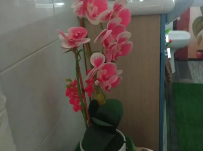 Couette-café Cleopatra *